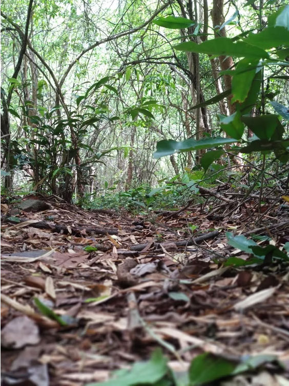 Aroghyaan  Camp and Classes